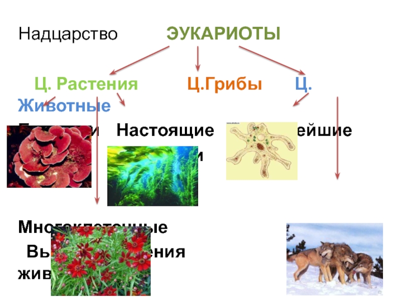 К надцарству эукариот относятся