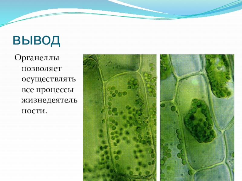 Стенка растительной клетки содержит. Клеточная стенка грамположительных бактерий. Стенка клетки растений. Клетка стенки растений состоит. Клеточная стенка водорослей.