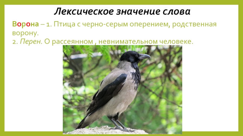 Вороны 3 русская язык. Значение слова ворона. Ворона лексическое значение. Птица с черным или серым оперением. Толкование слова ворона.