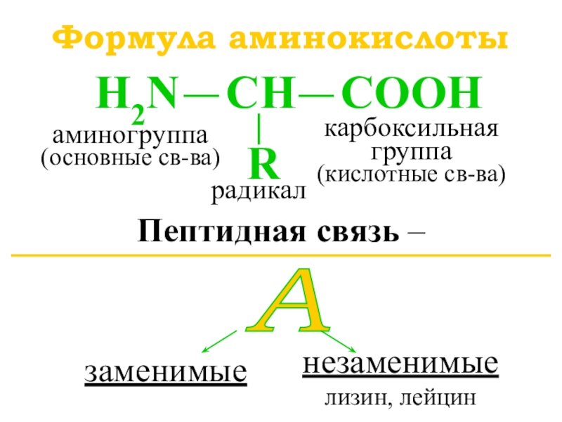 Формула аминокислотыПептидная связь – карбоксильная группа (кислотные св-ва)аминогруппа (основные св-ва)радикал