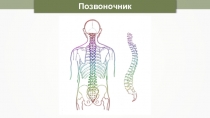 Презентация Части скелета Позвоночник!