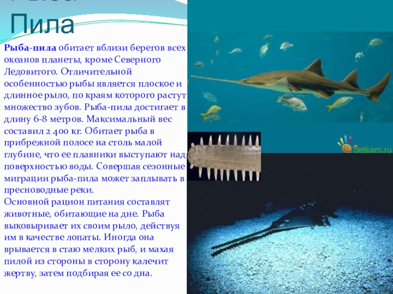 Особенности жизни в океане. Рыба-пила. Рыба пила сообщение. Сообщение об обитателях океана. Обитатели морских глубин сообщение.