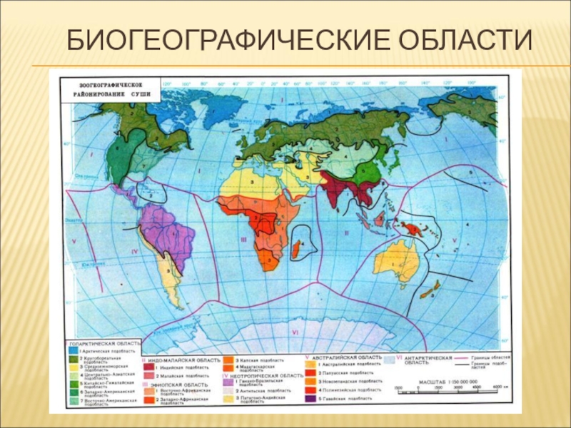 Биомы суши карта