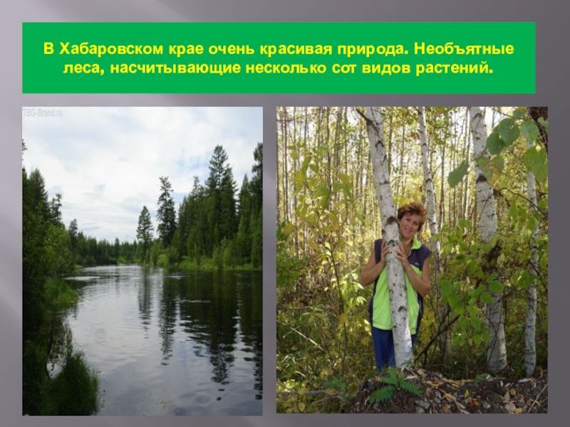 В Хабаровском крае очень красивая природа. Необъятные леса, насчитывающие несколько сот видов растений.