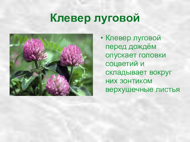 Клевер описание. Клевер Луговой окружающий мир. Клевер Луговой 2 класс. Сообщение о клевере Луговом. Клевер Луговой 3 класс окружающий мир.