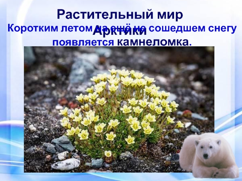Какие растения есть в арктике. Камнеломка в Арктике. Камнеломка в арктической пустыне. Растительный мир арктических пустынь в России.