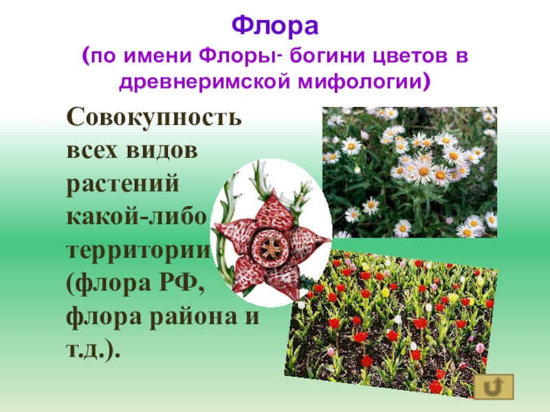 Растительный мир ответы. Флора презентация. Флора это в биологии. Флора видов растений. Флора совокупность видов растений.