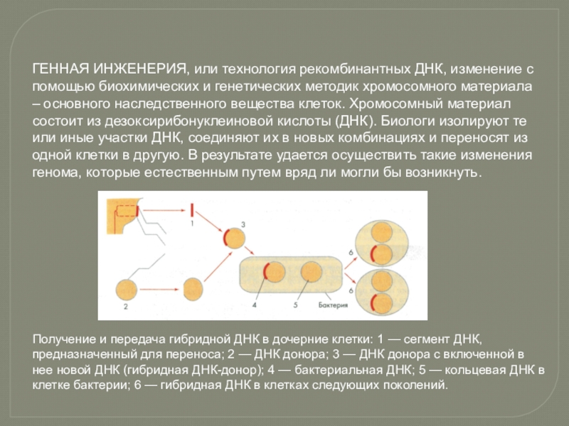 Новые методы генной инженерии. Основные принципы технологии рекомбинантной ДНК. Этапы генной инженерии схема. Технология получения рекомбинантной молекулы ДНК. Основные этапы генной инженерии.