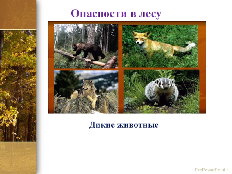 Какие животные опасны в лесу. Опасности в лесу животные. Опасности в лесах. Лесные опасности Дикие животные. Опасности в лесу звери.