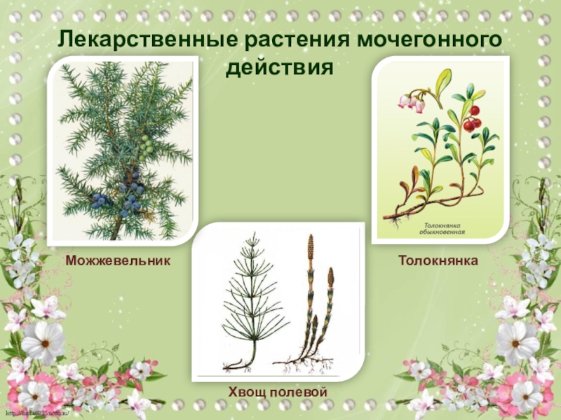 Презентация растения брянской области