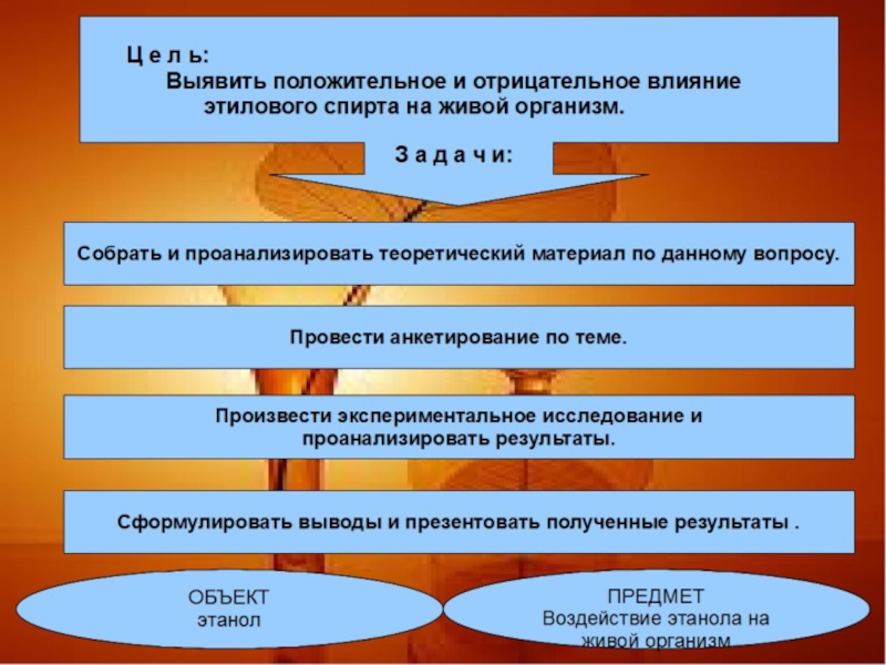 Изучение влияния алкоголя на живые организмы проект