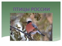 Презентация по окружающему миру для детей второй младшей группы на тему:Птицы России.