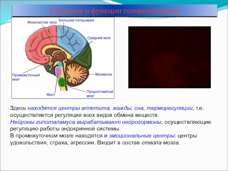 Центр терморегуляции у человека. Нейрогормоныны гипоталамуса. Нейрогормоны гипоталамуса являются. Центр терморегуляции в головном мозге. Гипоталамус терморегуляция.