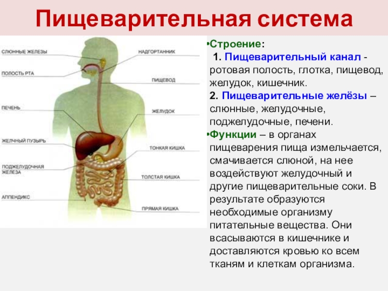 Биология человека в таблицах рисунках и схемах анатомия физиология и гигиена человека