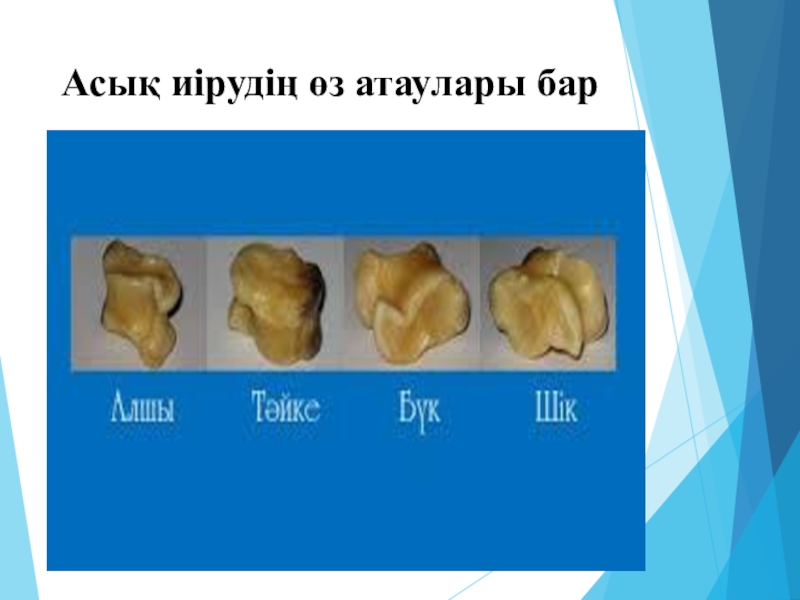 Асық ойыны. Презентация асық. Асық ойыны презентация. Асық рисунок. Асы0 Ату.