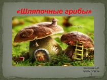 Презентация по биологии на тему Шляпочные грибы (ФГОС)