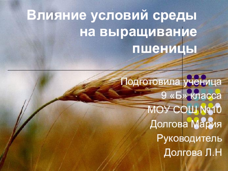Презентация Презентация по технологии на тему: Влияние условий среды на выращивание пшеницы  (9 класс)