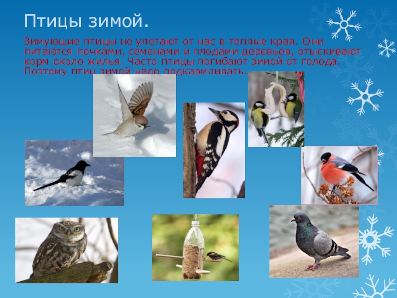 Какие птицы улетают в теп. Птицы улетающие в теплые края на зиму. Какие птицы улетают на юг зимой. Зимующие птицы татарстана названия и фото. Какие птицы не улетают на юг зимой.