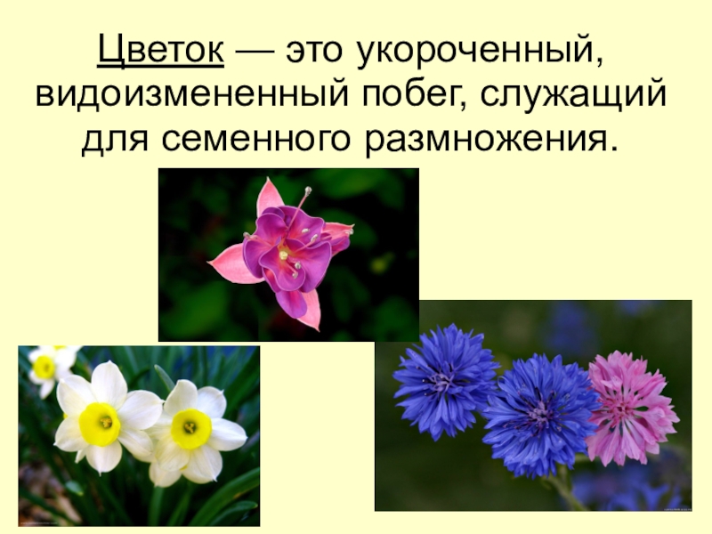 Определение понятию цветок. Презентация на тему цветы. Цветы для презентации. Цветок определение. Презентация по теме цветы.