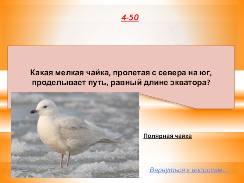 Полярные ответы на вопросы. Полярная Чайка сообщение. Полярная Чайка 10. Полярная Чайка описание для детей. Полярная Чайка 5 6 предложений.