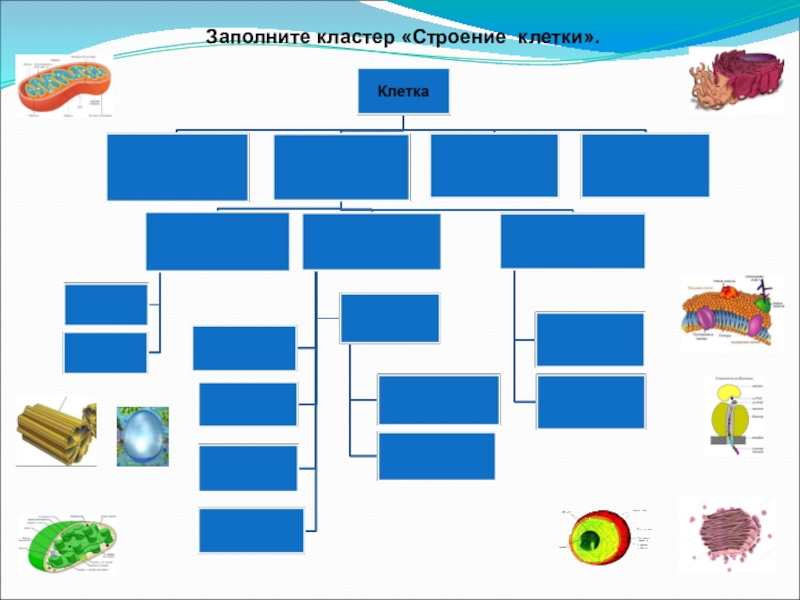 Технологическая карта урока строение клетки