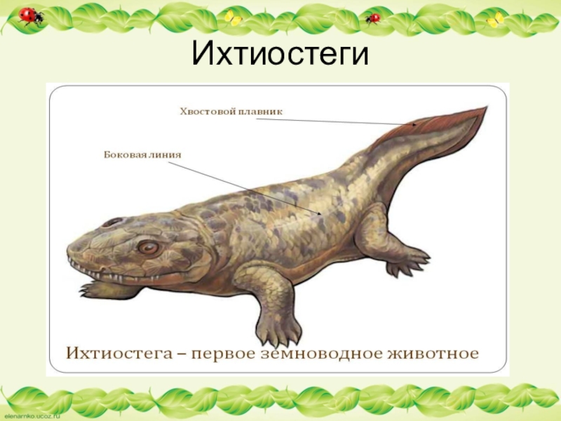 На рисунке изображено реконструированное ископаемое животное ихтиостега