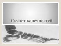 Презентация по биологии 8 класс на тему Скелет конечностей
