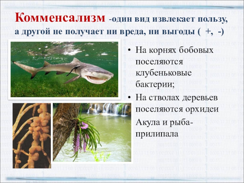 3 комменсализм. Типы взаимодействия организмов комменсализм. Комменсализм примеры. Примеры комменциализиа. Примеры комменсализма в экологии.