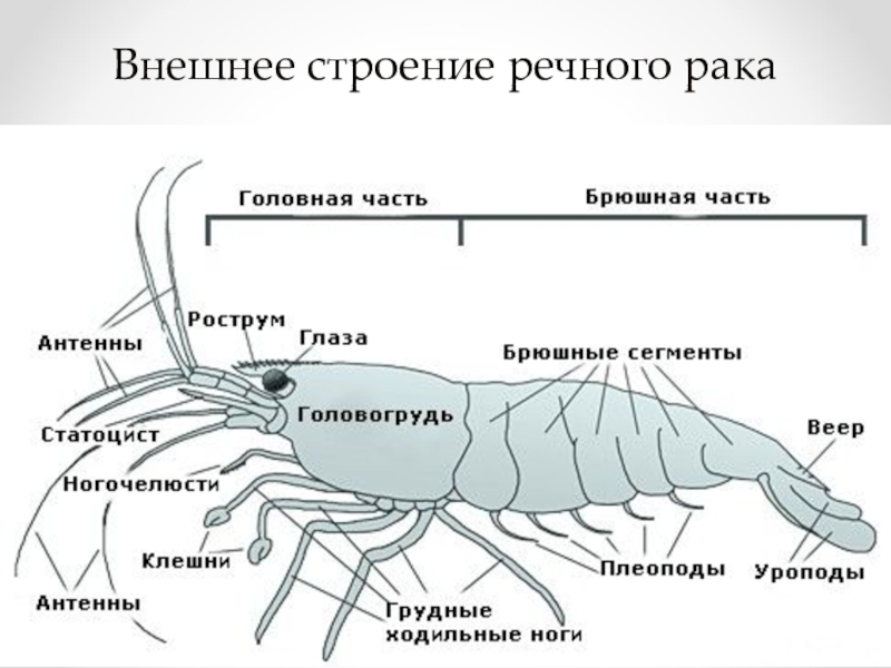 Картинка ракообразные биология 7 класс