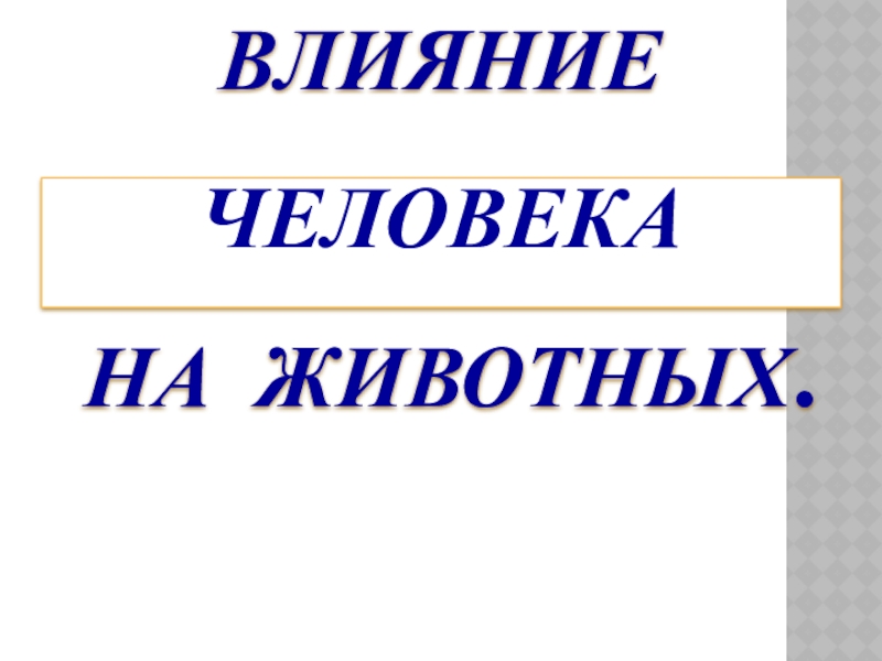 Презентация Роль человека в жизни животных