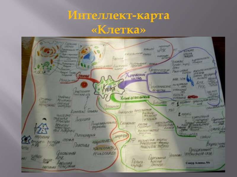 Ментальная карта по теме клетка