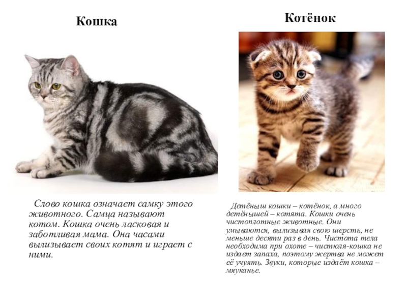 Как зовут нашего кота