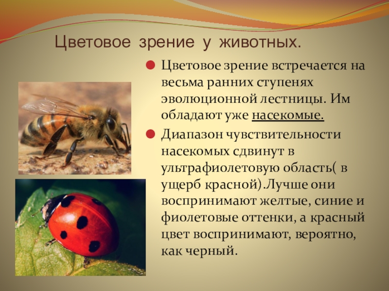 Цветное зрение у животных. Цветовое зрение. Цветовое зрение насекомых. Цветное зрение у животных презентация.