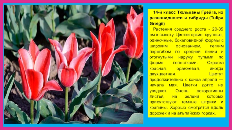 Тюльпан лидия фото и описание