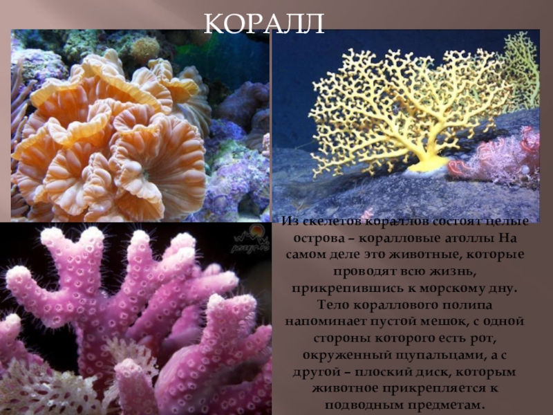 Скелет коралла. Скелет коралловых полипов. Из чего состоят кораллы. Коралловые полипы Атоллы.