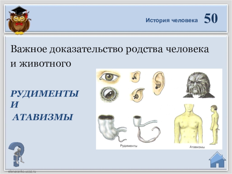 Признак атавизма у человека. Доказательства родства человека и животных. Доказательства родства человека с животными. Доказательство родства человека и животных рудименты и атавизмы. Рудименты человека таблица.