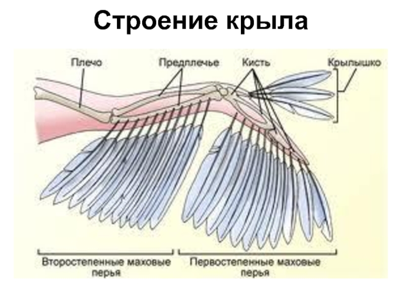 Схема крыла птицы