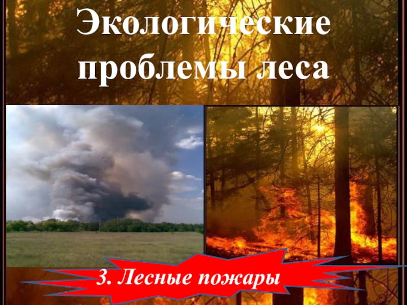 Экологические проблемы леса3. Лесные пожары