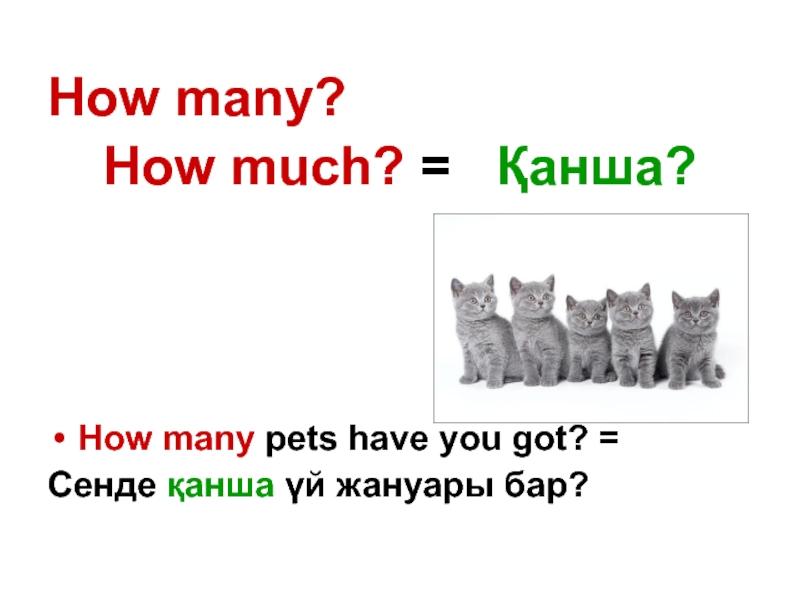 How many? How much? =  Қанша?How many pets have you got? = Сенде қанша үй жануары