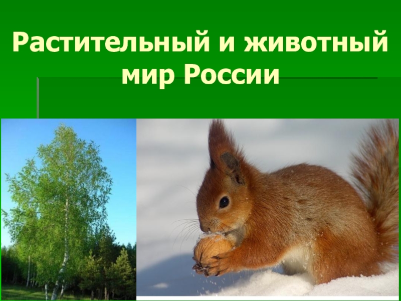 Презентация Презентация к уроку географии в 8 классе Растительный и животный мир России