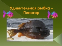 Презентация по окружающему миру Удивительная рыбка- пинагор
