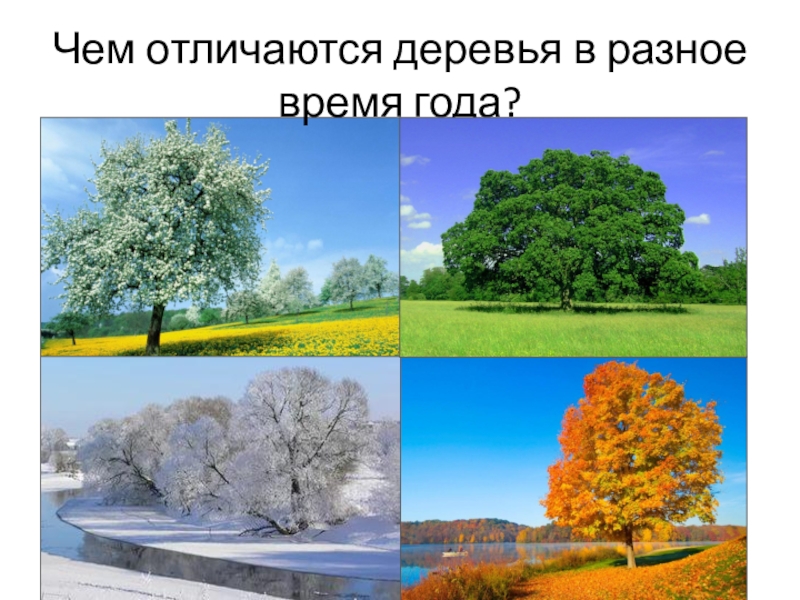 Чем отличаются деревья