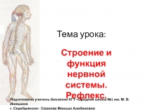 Презентация по биологии Строение и функции нервной системы. Рефлекс