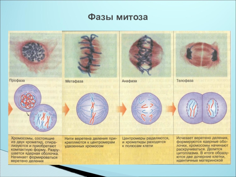 Фазы митоза с картинками