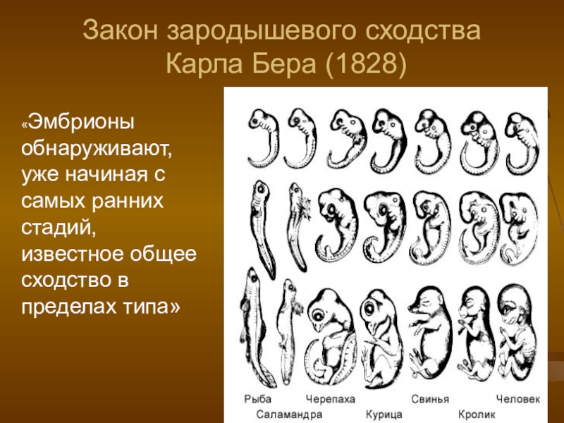 Закон развития презентация