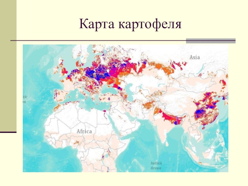 Районы картофеля. Карта распространения картофеля. Зона возделывания картофеля карта. Картофелеводство на карте России. Районы распространения картофеля.