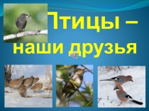 Презентация для экологического праздника День птиц