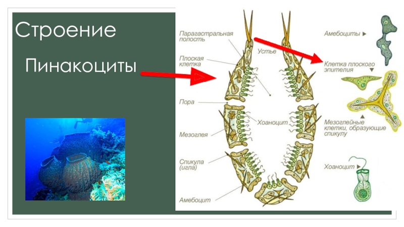 Строение Губки Картинки