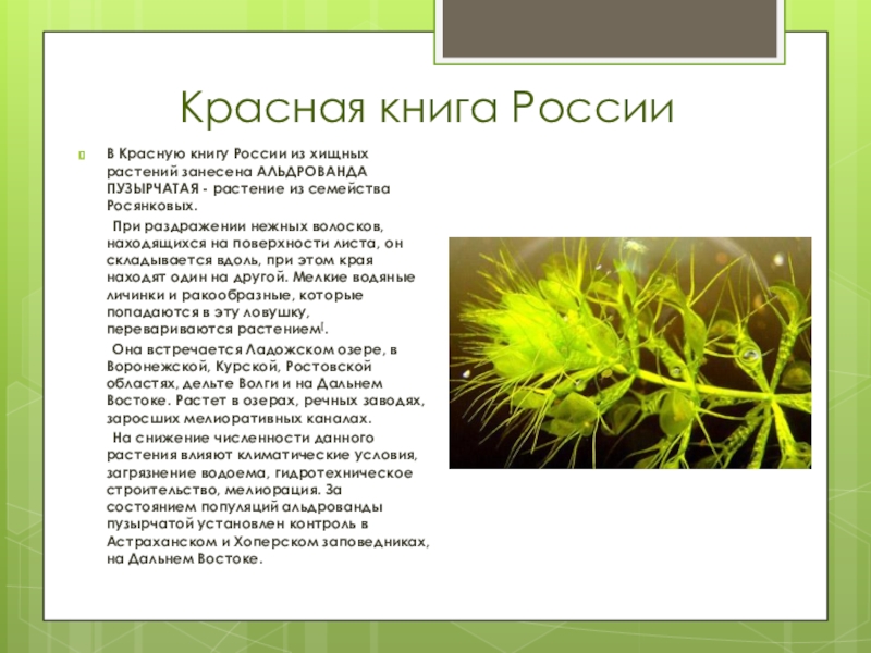 Растения 6 класс. Альдрованда пузырчатая хищное растение. Альдрованда пузырчатая красная книга. Альдрованда пузырчатая описание. Хищные растения занесенные в красную книгу.