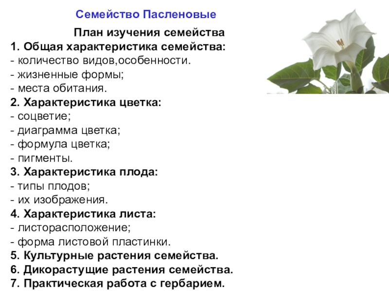 Проект семейство пасленовые 6 класс по биологии